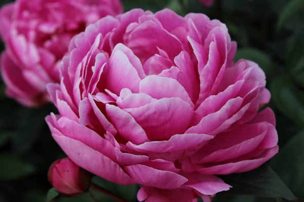 Paeonia  Margaret Truman