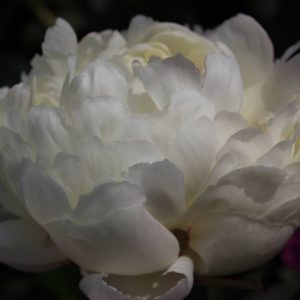 Paeonia  Marie Lemoine