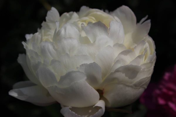 Paeonia  Marie Lemoine
