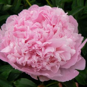 Paeonia  Martha Bulloch