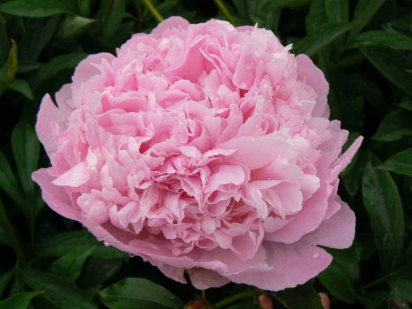 Paeonia  Martha Bulloch
