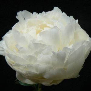 Paeonia  Mary E. Nicholls