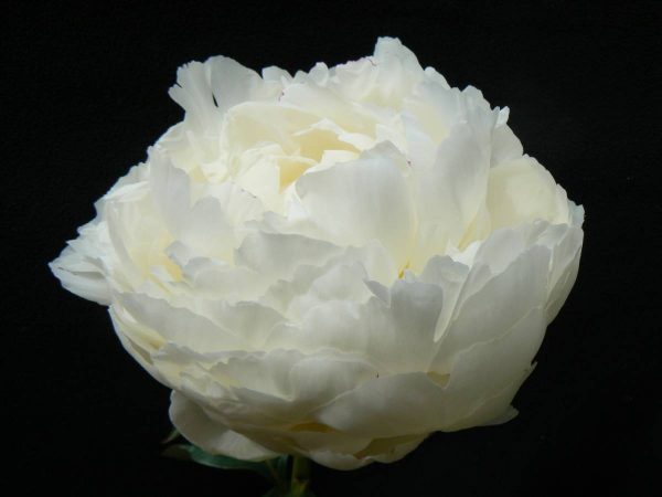 Paeonia  Mary E. Nicholls