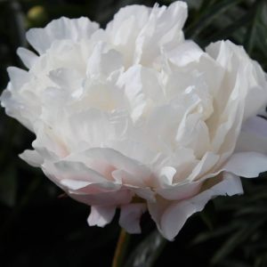 Paeonia  Miss America