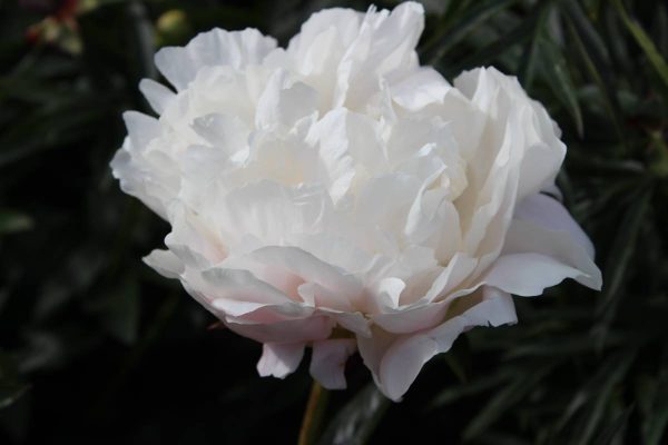 Paeonia  Miss America