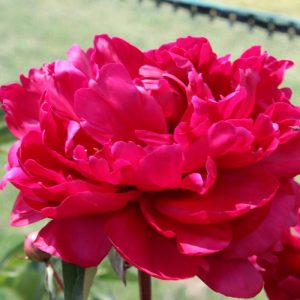 Paeonia  Mons. M Cuhazac