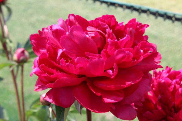 Paeonia  Mons. M Cuhazac