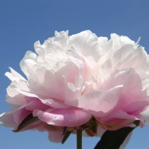 Paeonia  Morning Kiss
