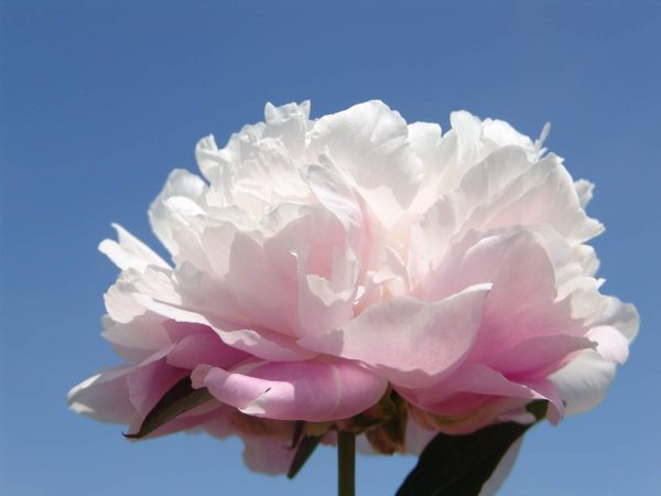 Paeonia  Morning Kiss