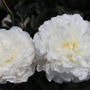 Paeonia  Mothers Choice