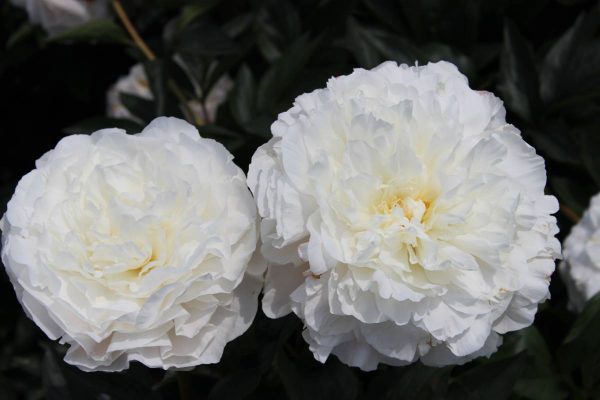 Paeonia  Mothers Choice