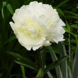 Paeonia  Mrs. J.V. Edlund