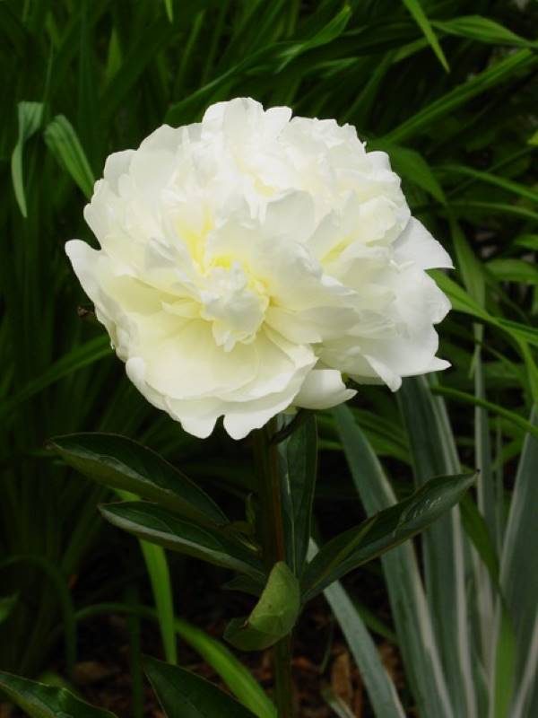 Paeonia  Mrs. J.V. Edlund