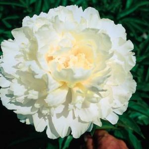 Paeonia  Nancy Nicolls