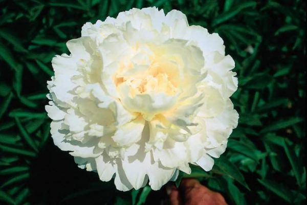 Paeonia  Nancy Nicolls