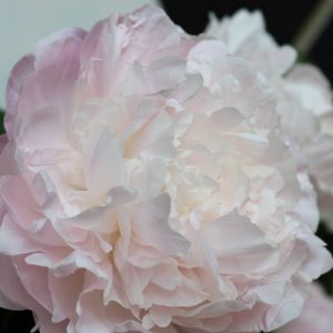 Paeonia  Nancy Nora
