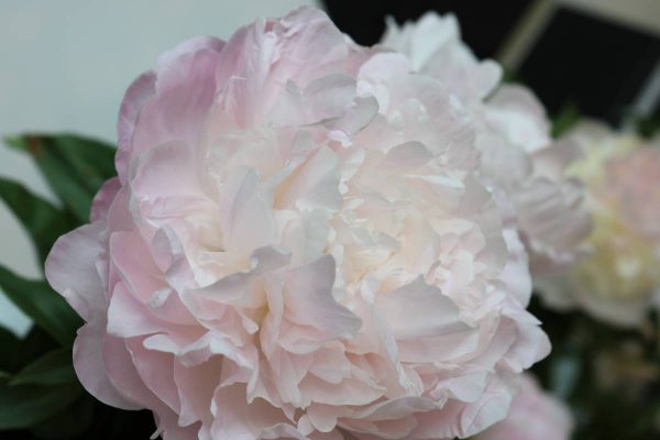 Paeonia  Nancy Nora