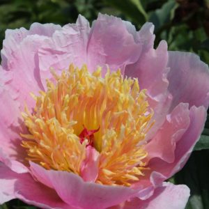 Paeonia  Neon