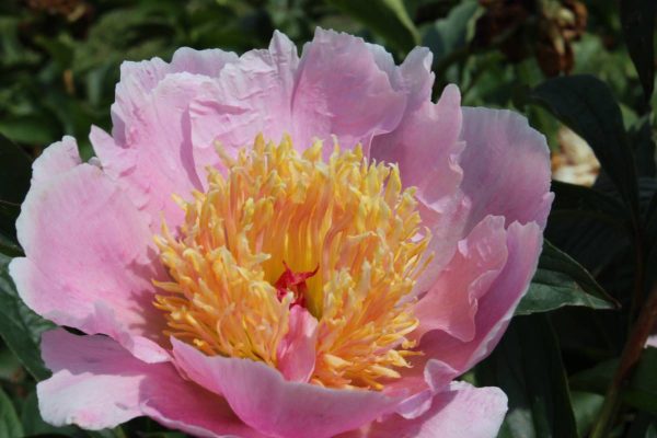 Paeonia  Neon