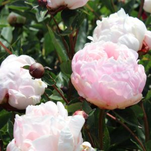 Paeonia  Nick Shaylor