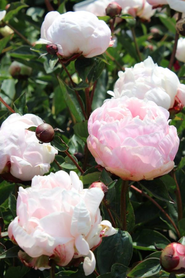 Paeonia  Nick Shaylor