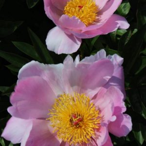Paeonia  Nymphe