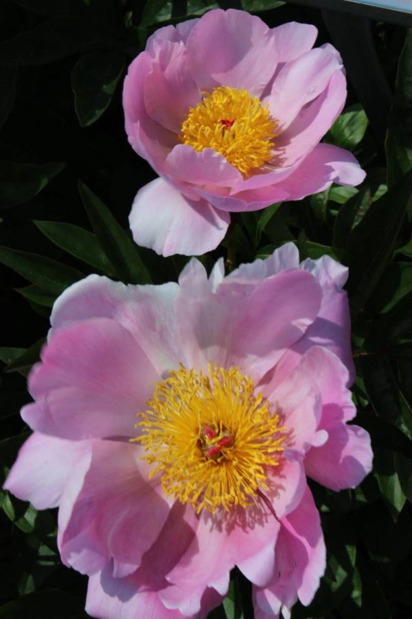 Paeonia  Nymphe