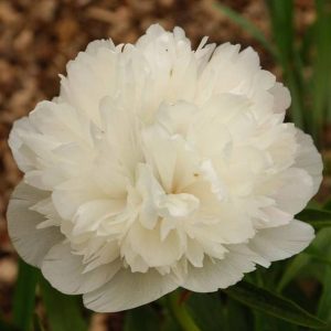 Paeonia  officinalis Alba Plena