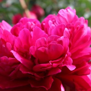 Paeonia  Paul M Wild