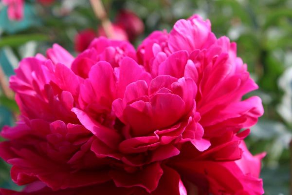 Paeonia  Paul M Wild