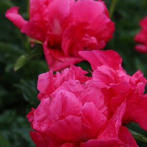 Paeonia  Paula Fay