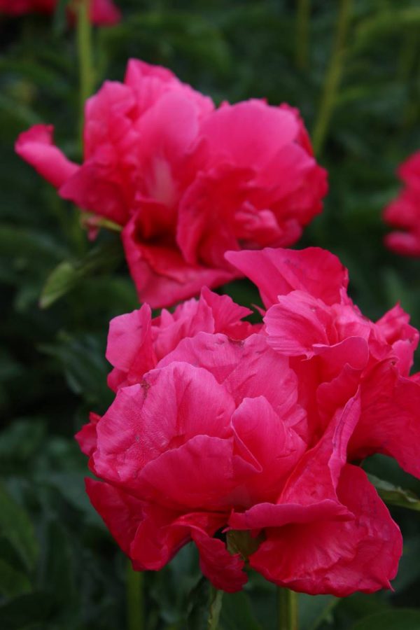 Paeonia  Paula Fay