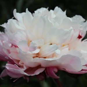 Paeonia  Peaches and Cream
