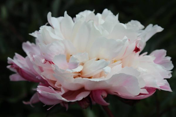 Paeonia  Peaches and Cream