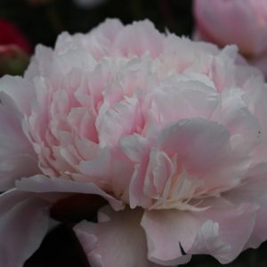 Paeonia  Pecher