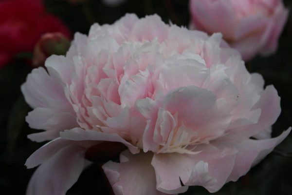 Paeonia  Pecher