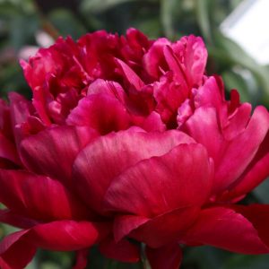 Paeonia  Peter Brand
