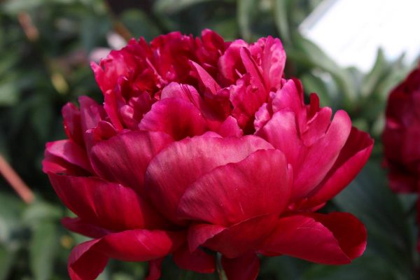 Paeonia  Peter Brand