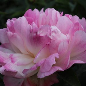 Paeonia  Petite Elegance