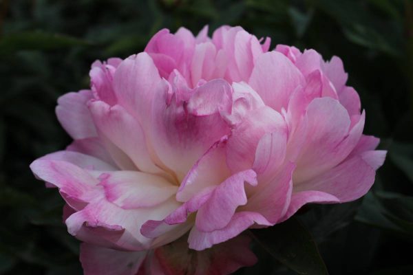Paeonia  Petite Elegance