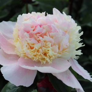 Paeonia  Petticoat Flounce