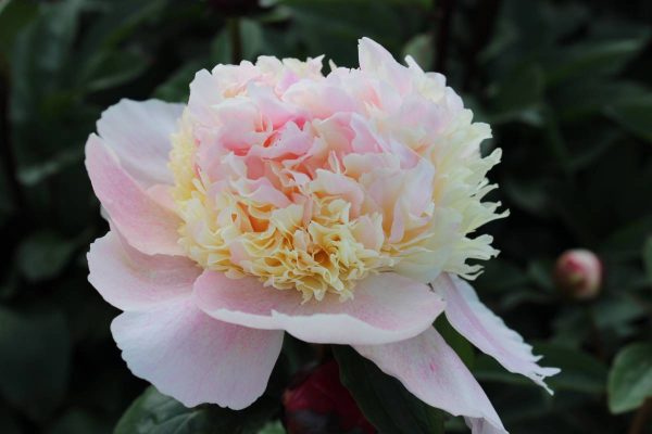 Paeonia  Petticoat Flounce