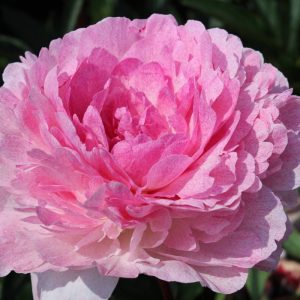 Paeonia  Pietertje Vriend