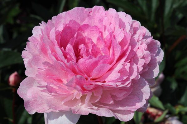 Paeonia  Pietertje Vriend