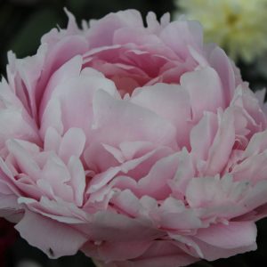 Paeonia  Pillow Talk