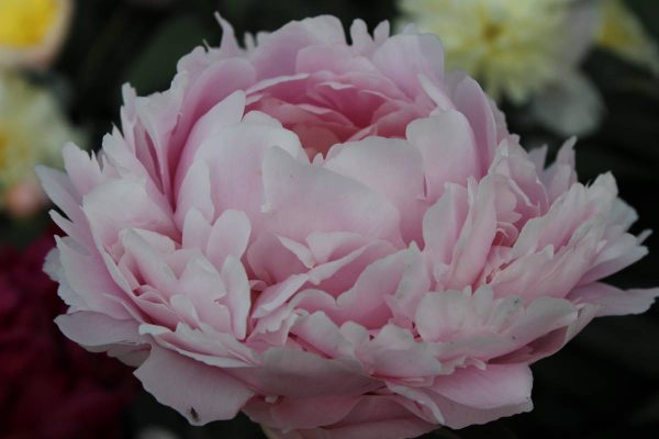Paeonia  Pillow Talk