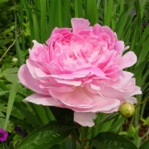 Paeonia  Pink Giant