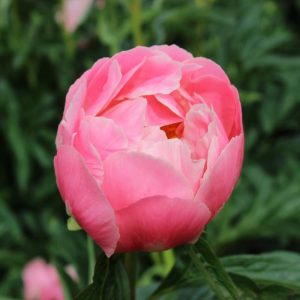 Paeonia  Pink Hawaiian Coral
