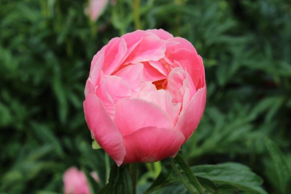 Paeonia  Pink Hawaiian Coral
