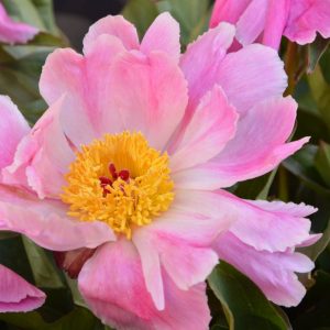 Paeonia  Pink Luao